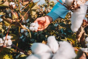 Raw cotton fibers harvested for fabric and t-shirt production